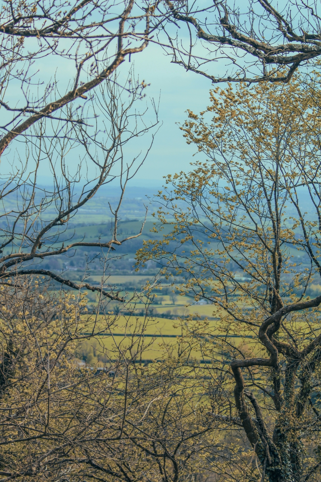 Trees and hills